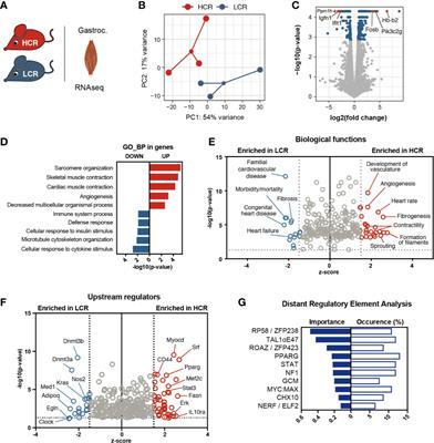 Comparative Analysis of Skeletal Muscle Transcriptional Signatures Associated With Aerobic Exercise Capacity or Response to Training in Humans and Rats